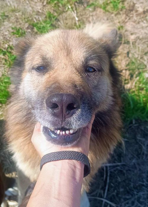 Oddam za darmo,do adopcji, Spokojny Puszek szuka domu