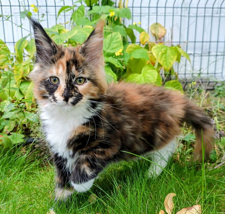 Dziewczynka Maine Coon