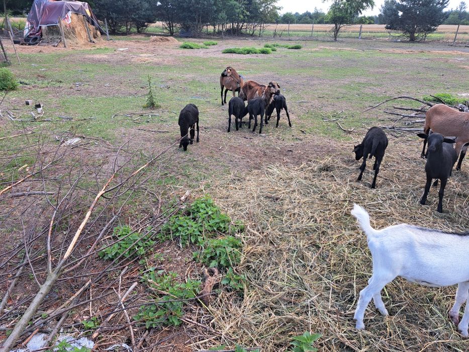 Sprzedam jagnięta owieczka i baranek mix kamerun dorper