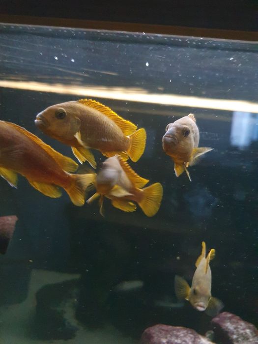 Akwarium malawi z pyszczakami 200l 100x40x40cm