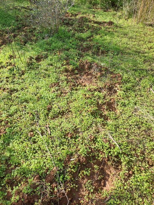 Terreno junto à ribeira