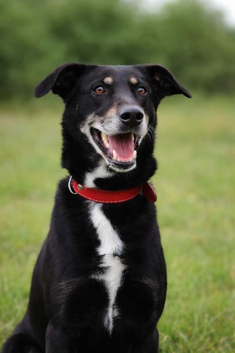 delikatny, nieduży, przyjazny pieseczek czeka na dom