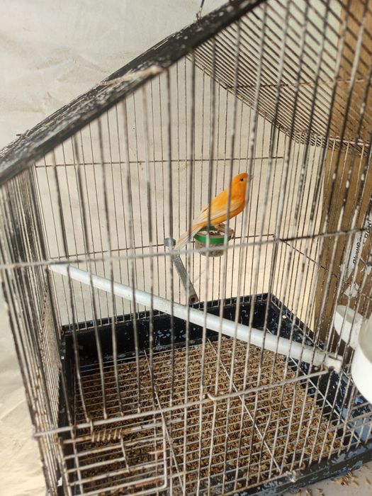 Vendo animais exóticos