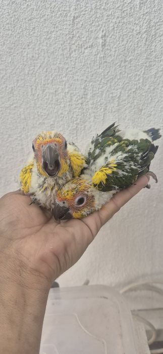 Aratingas do sol serem criadas a mão