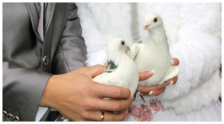 Białe gołębie na uroczystości