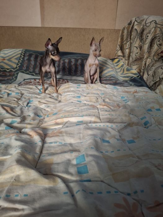 Девочка тоичка лиловогенная