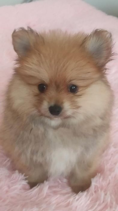 Pomeranian boo aktualne