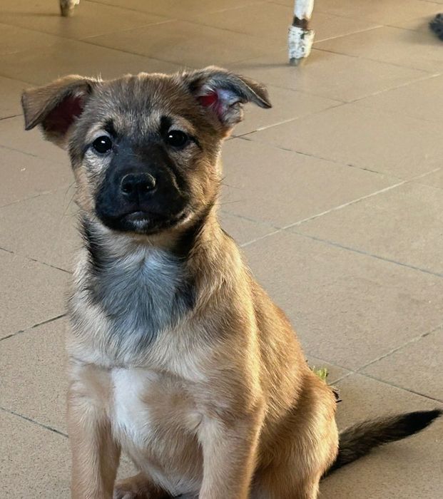 Собака в добрі руки