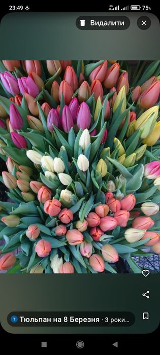 Тюльпан зріз опт 8 березня