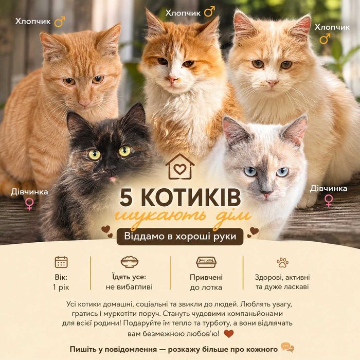 5 молодих котиків шукають люблячі родини