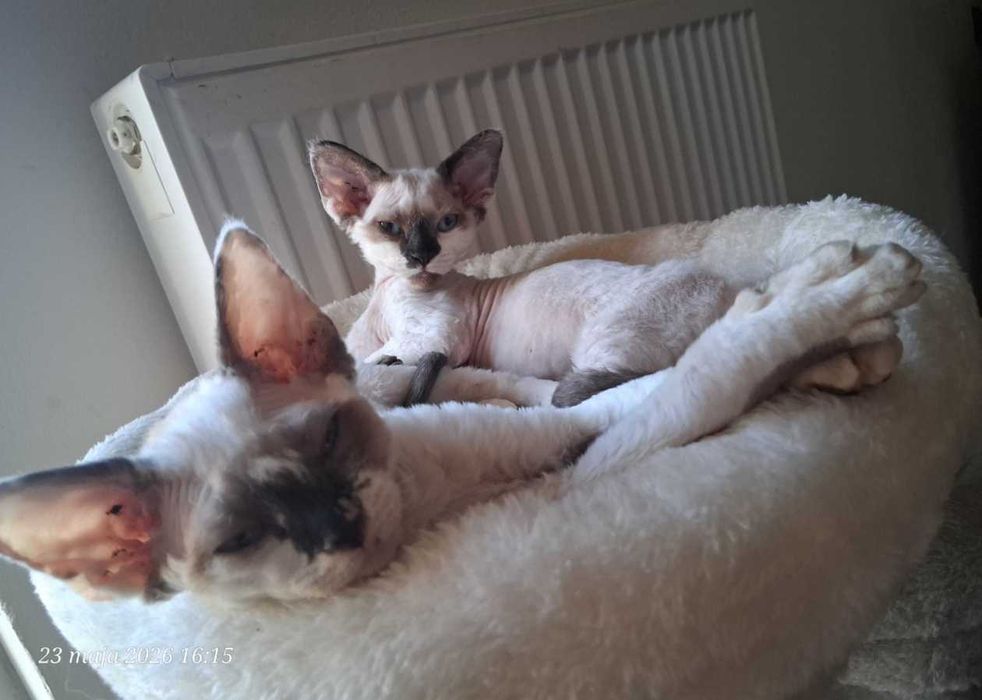 Devon rex, FPL, niebieski point
