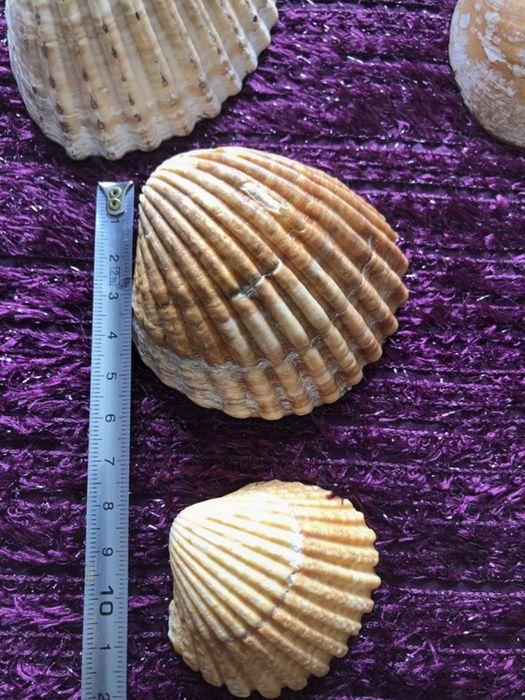 Conchas de praia
