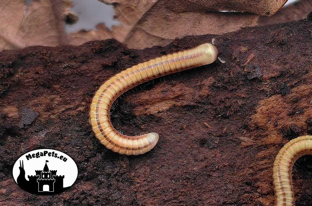 Paraspirobolus lucifugus Fluorescencja Krocionogi Wije Skoczogonki