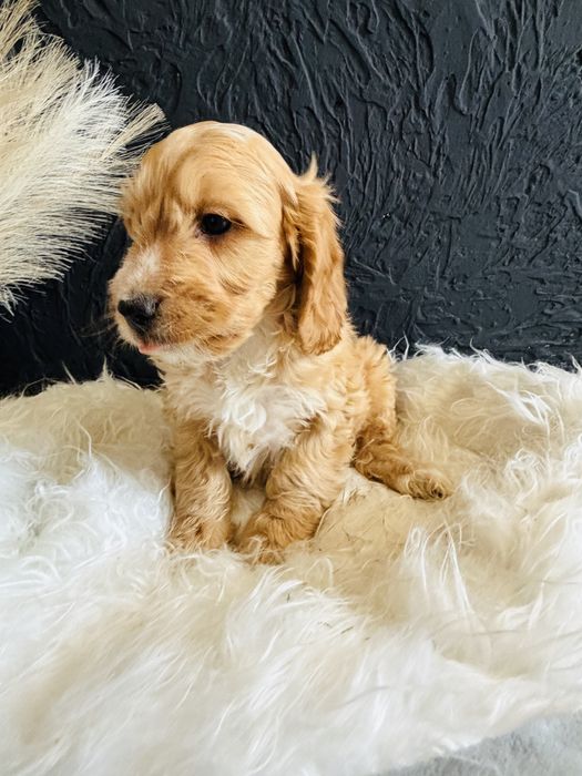 Cockapoo- cocker spaniel - pudel