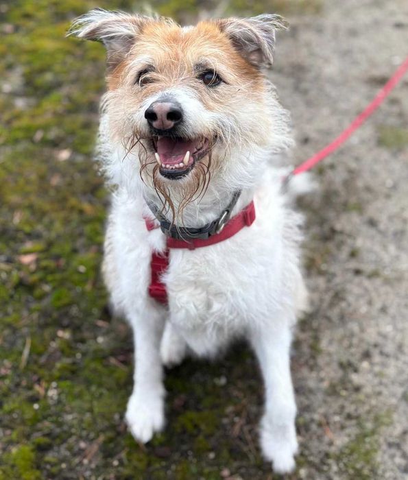 Kudłata Iskia szuka domu