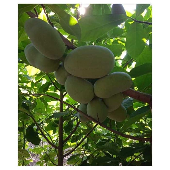 Asimina Triloba (Paw Paw) – Única árvore tropical que resiste ao Frio!