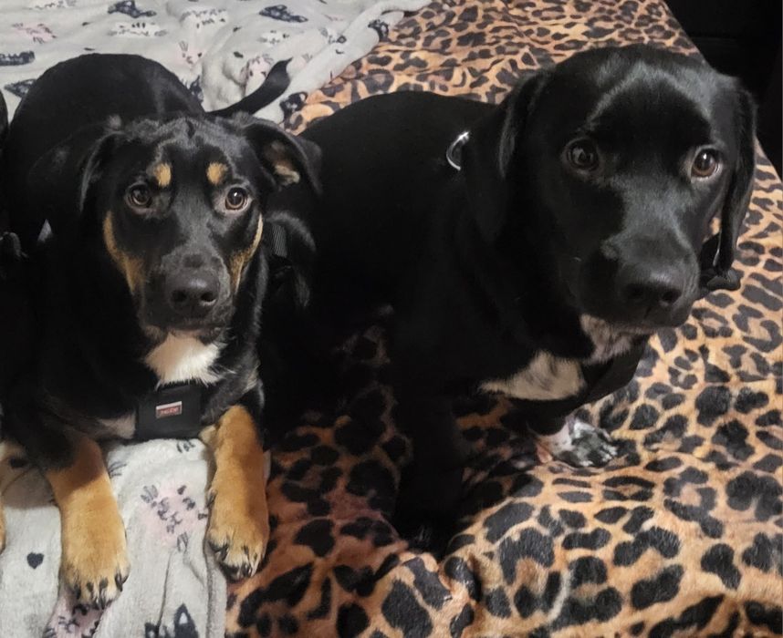 Oddam psiaki w dobre ręce.