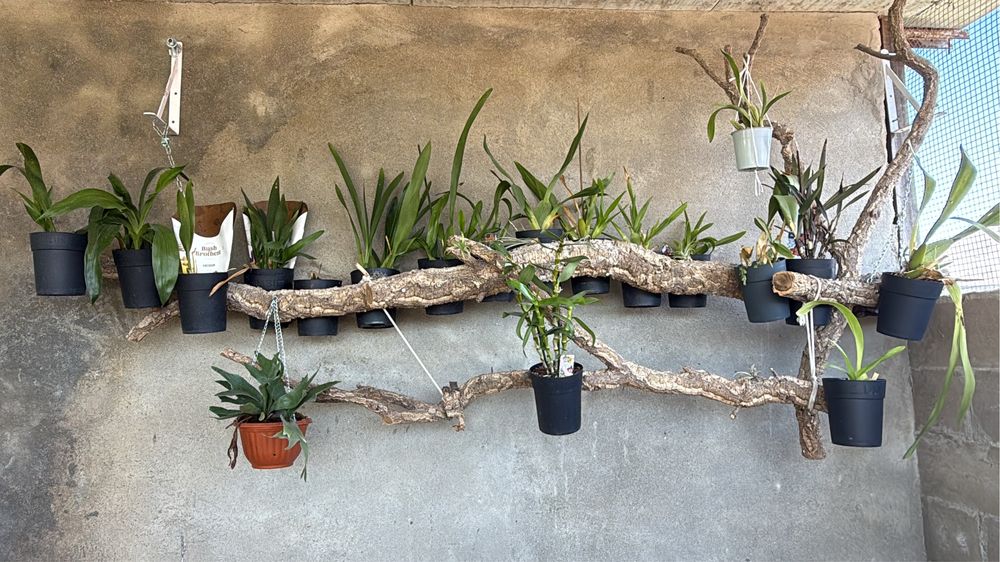 Orquideas terrestres e aéreas