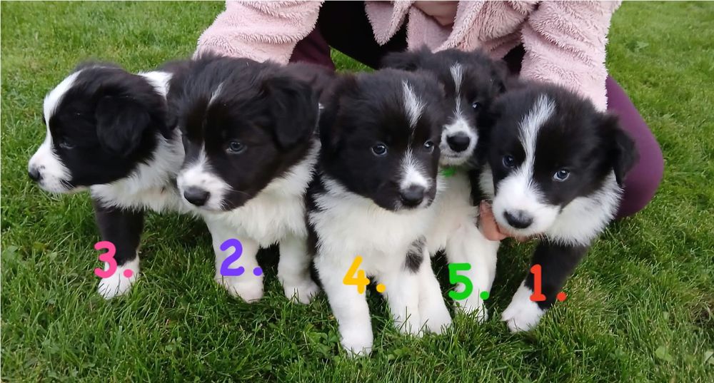 Śliczne Pieski Border Collie