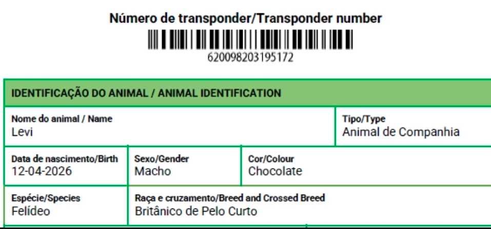 Gatinho British Shorthair chocolate