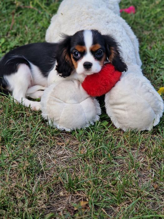 Cavalier King Charles Spaniel - piesek tricolor z kompletem szczepień