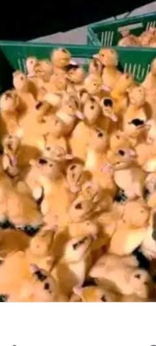 Муларди 3 тижневі