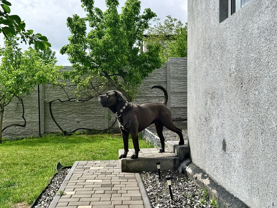 Вʼязка Кане  Корсо. Миколаїв. Документи.