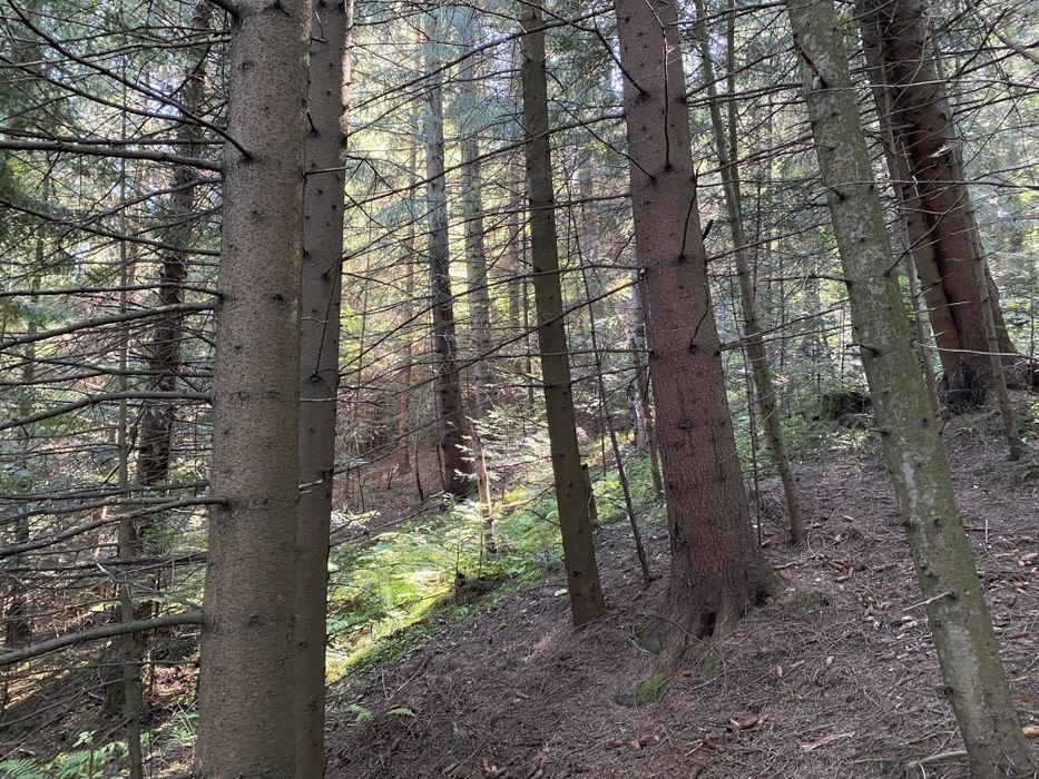 Ділянка в лісі, під будівництво. Вся в деревах