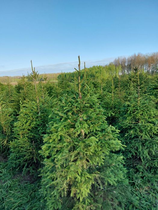 Świerk pospolity, choinka bożonarodzeniowa, świerk w doniczce