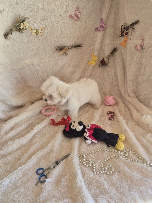 Bichon Maltês FÊMEA Criadora Registada PT3088FL
