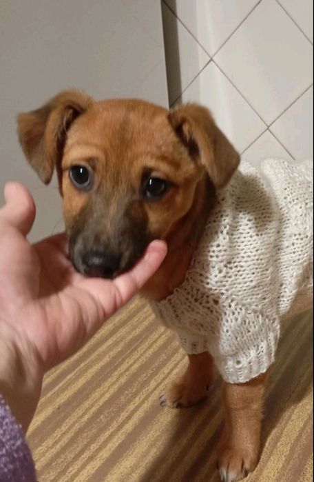 Неемоверная красотка Бесплатно