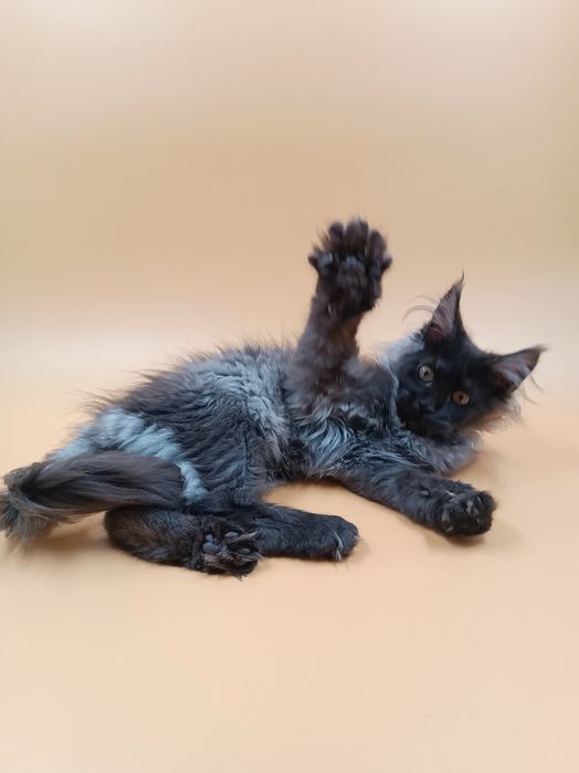 Чудова дівчинка Verra