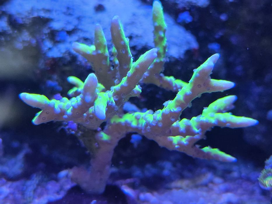 Anacropora koralowiec
