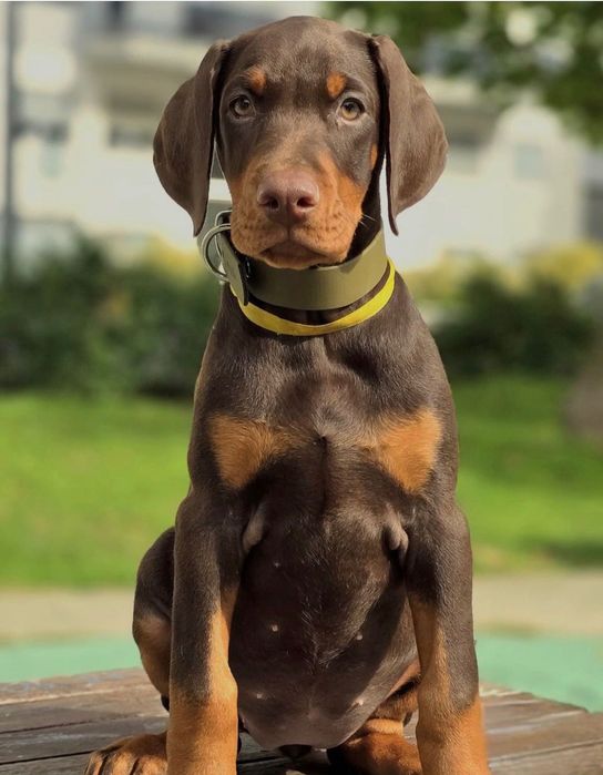 Doberman fêmea disponível