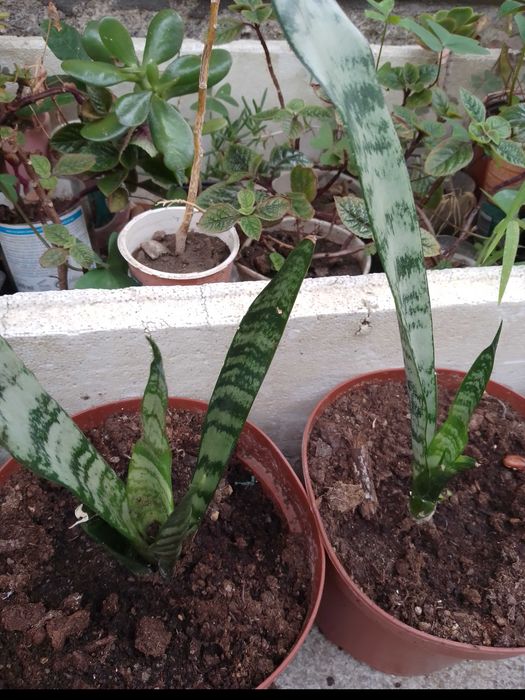 Espada de São Jorge