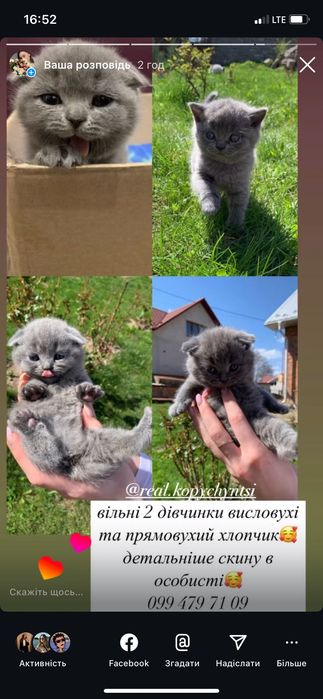 Котики британці 2500