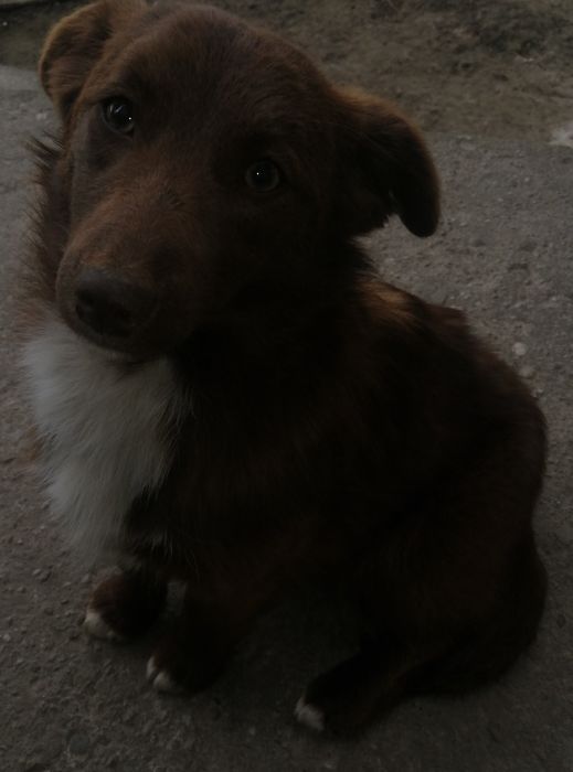 Oddam pieska za darmo