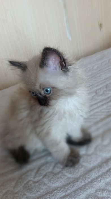 Невстка маскарадна хлопчик 1,5 місяці