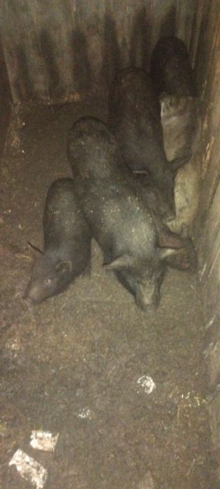 Вьетнамская + мангал