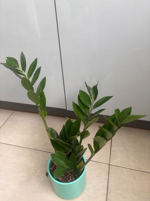 Zamiokulkas kwiat doniczkowy