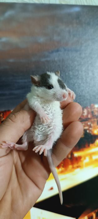 Щури пацюки Дамбо Рекс