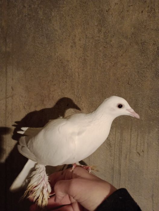 Sprzedam gołębie