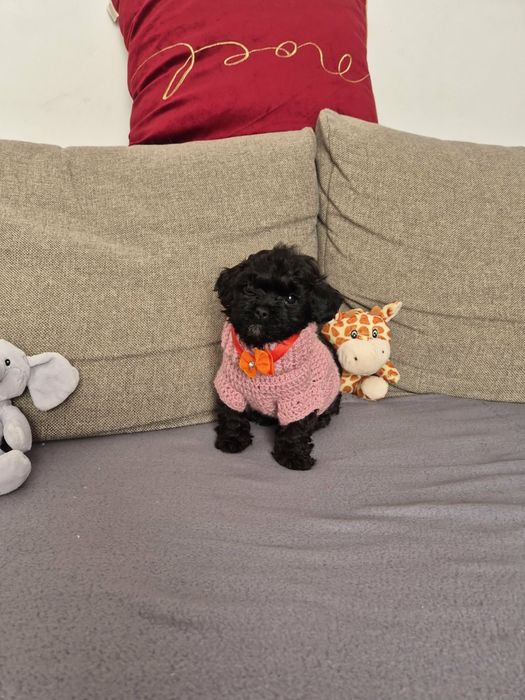 Shihpoo piesek (Pudel toy & shih tzu)