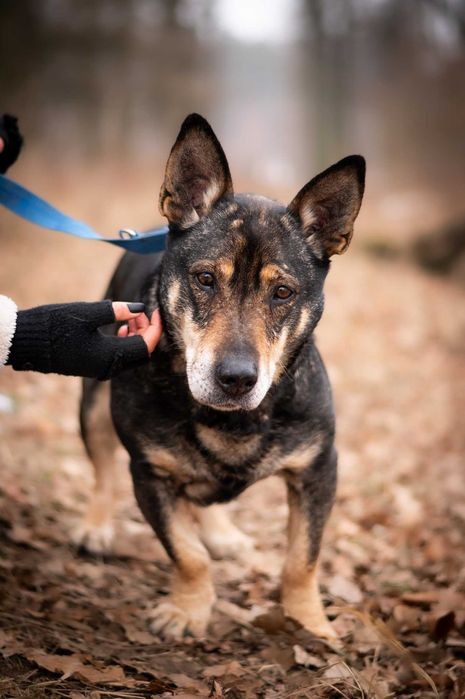 Master-spokojny psiak, stracił opiekuna, trafił do schroniska- adopcja