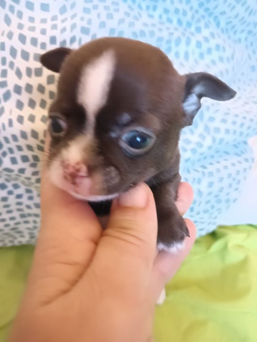 Chihuahua  macho chocolate