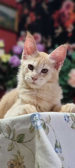 Gatinhas Maine Coon