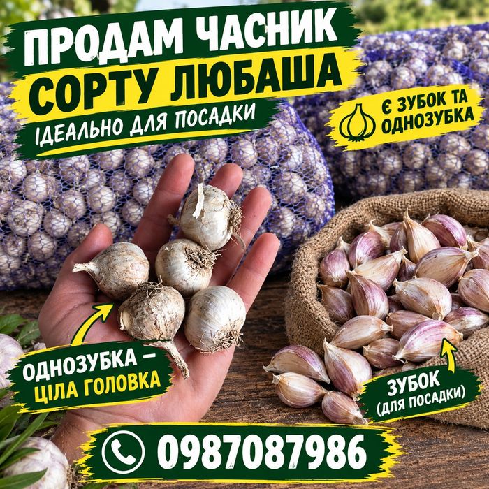 Продам чеснока любаша2026
