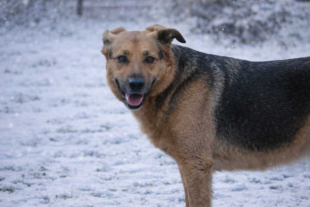 Scooby .. Scooby Doo szuka Domu