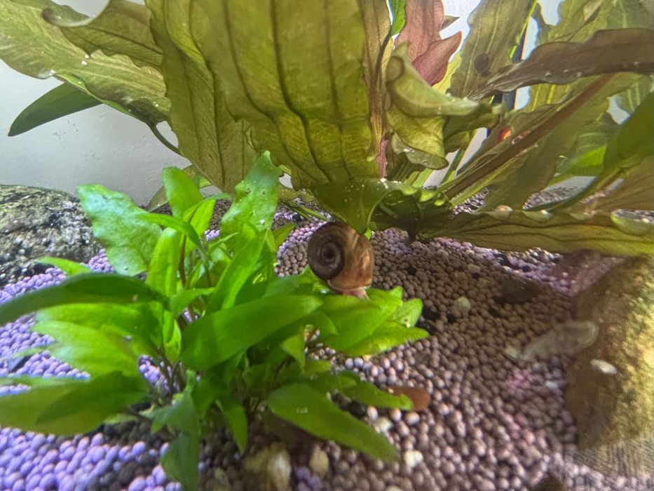 Guppys (adultos e bebés) e Caracóis