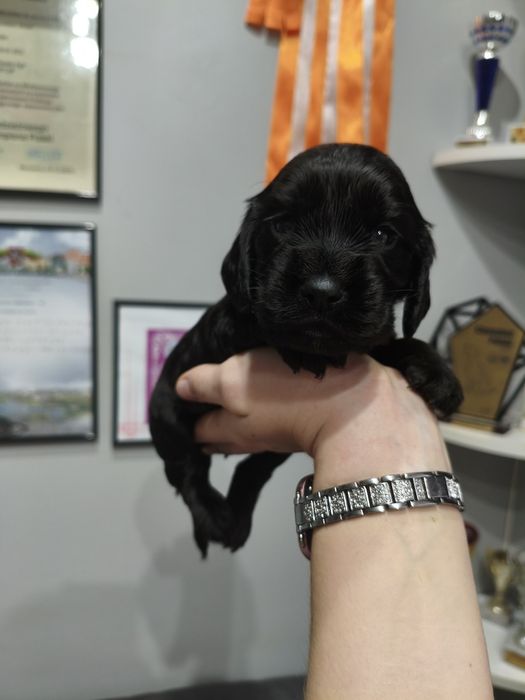 Ostatni dwaj chłopcy Cocker spaniel angielski